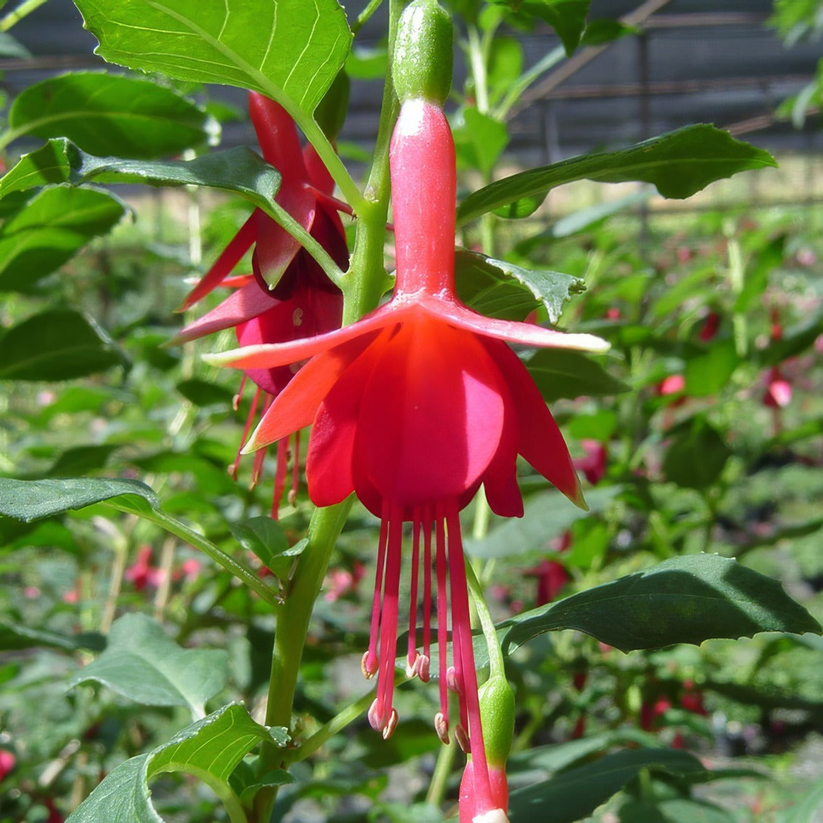 Fuchsia Flash Pplfucfla - Garden Express Australia