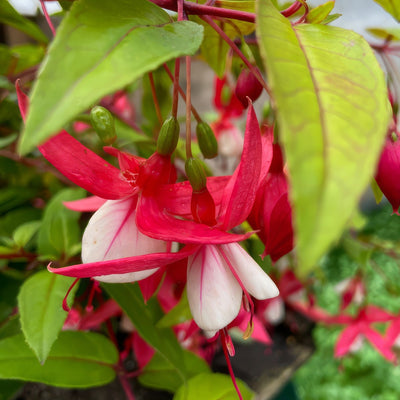 Fuchsia Mitzi - Garden Express Australia