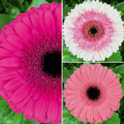 Gerbera Pretty N Pink Coll 2025 Colgerpnp - Garden Express Australia
