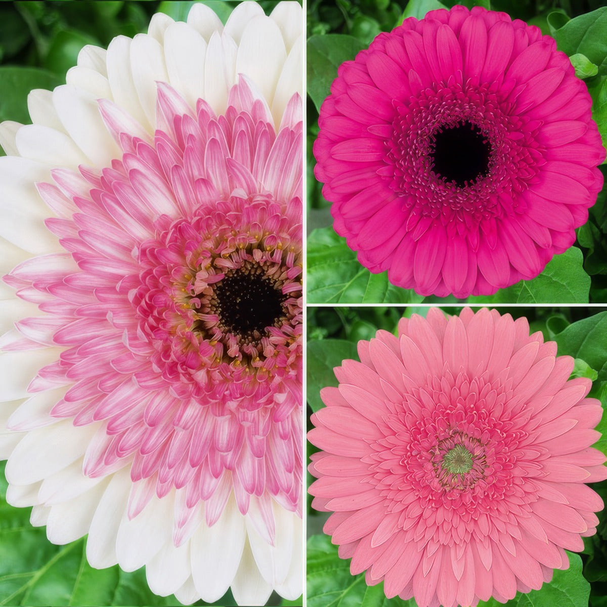 Gerbera Ruffled Pink Collection Colgerrpc - Garden Express Australia