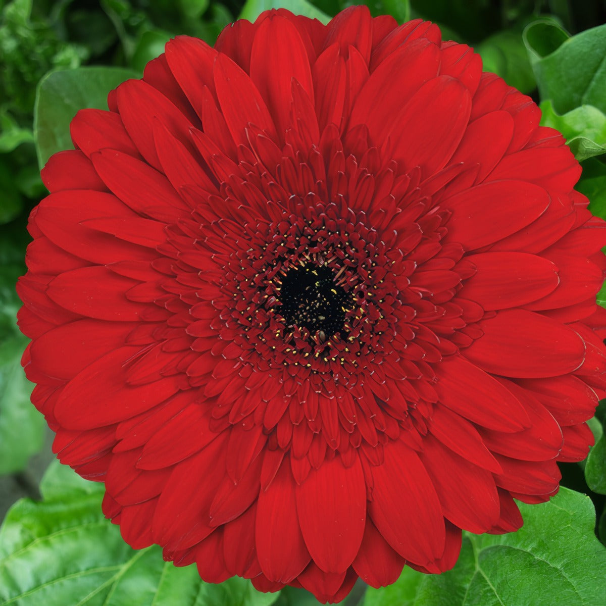 Gerbera Stanza Plagersta - Garden Express Australia