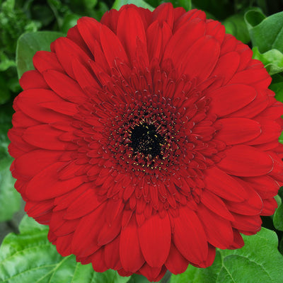 Gerbera Stanza Plagersta - Garden Express Australia