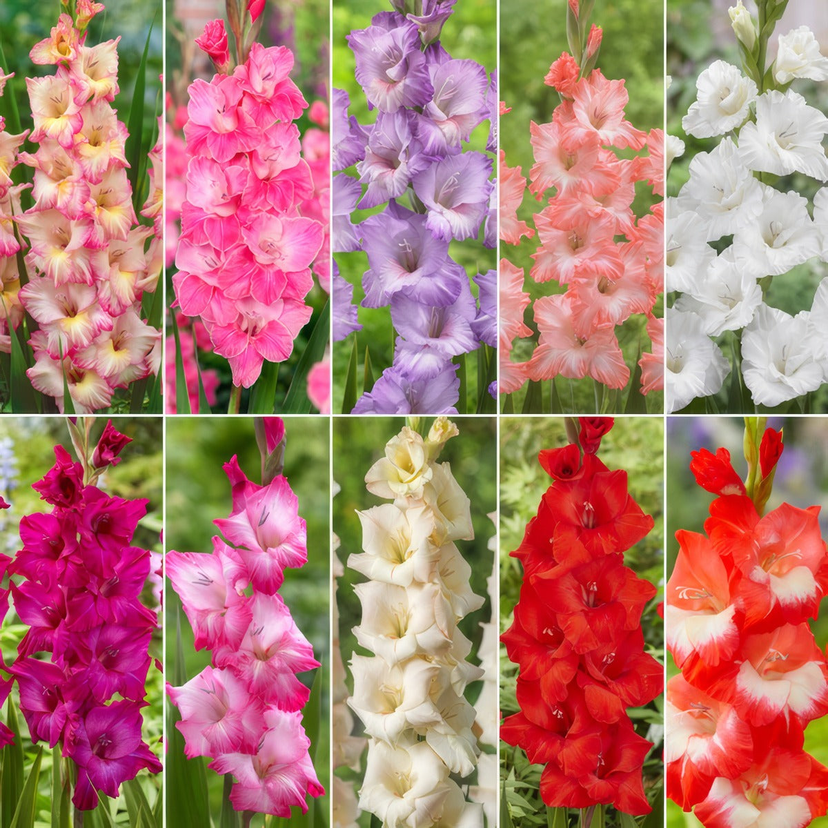 Gladioli Ultimate Col Colgluco 2025 - Garden Express Australia