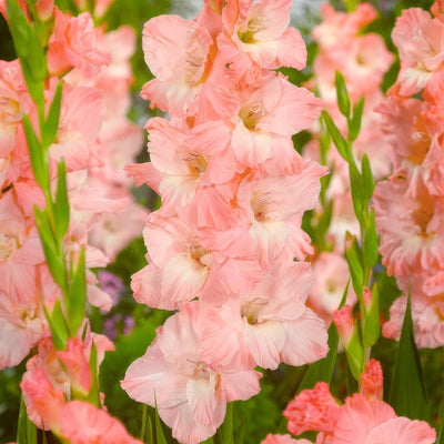 Gladioli Karma Pkglakar - Garden Express Australia