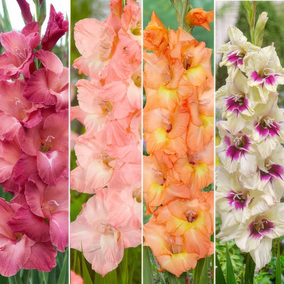 Gladioli Winter Col Colglawc1 2026 V2 - Garden Express Australia