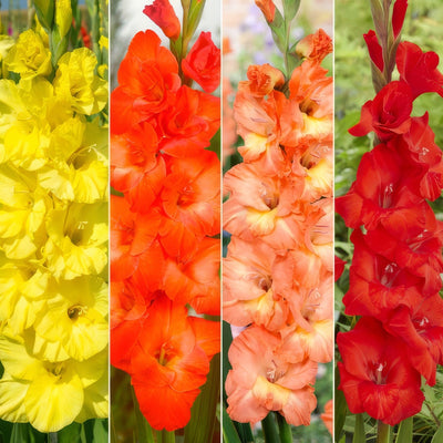 Gladioli Winter Col Colglawc2 2026 - Garden Express Australia