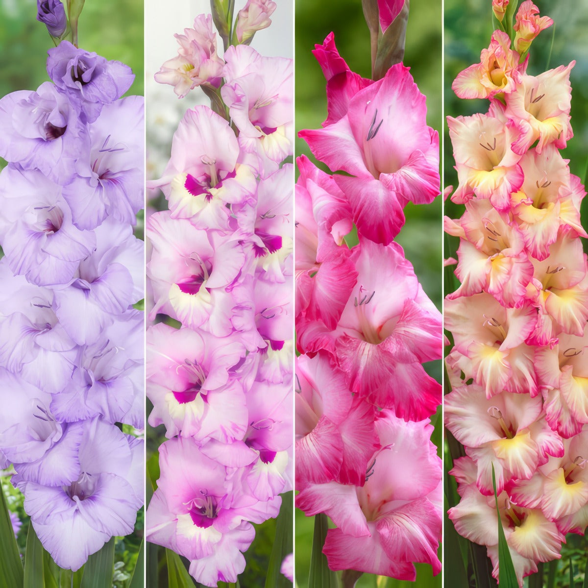 Gladioli Winter Col Colglawc4 2026 - Garden Express Australia