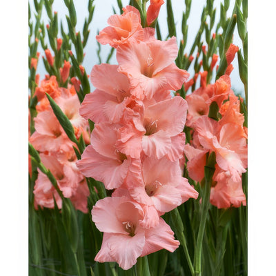 Gladioli Oasis Pkglaoas - Garden Express Australia
