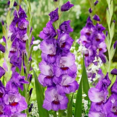 Gladioli Purple Party Pkglappa - Garden Express Australia