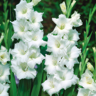 Gladioli Sophie Pkglasop - Garden Express Australia