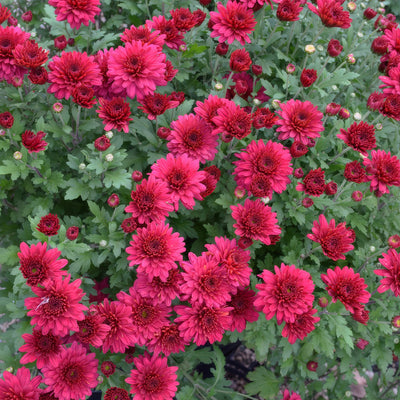 Garden Mum Chrysanthemum Alizarine Red P10gmuare - Garden Express Australia