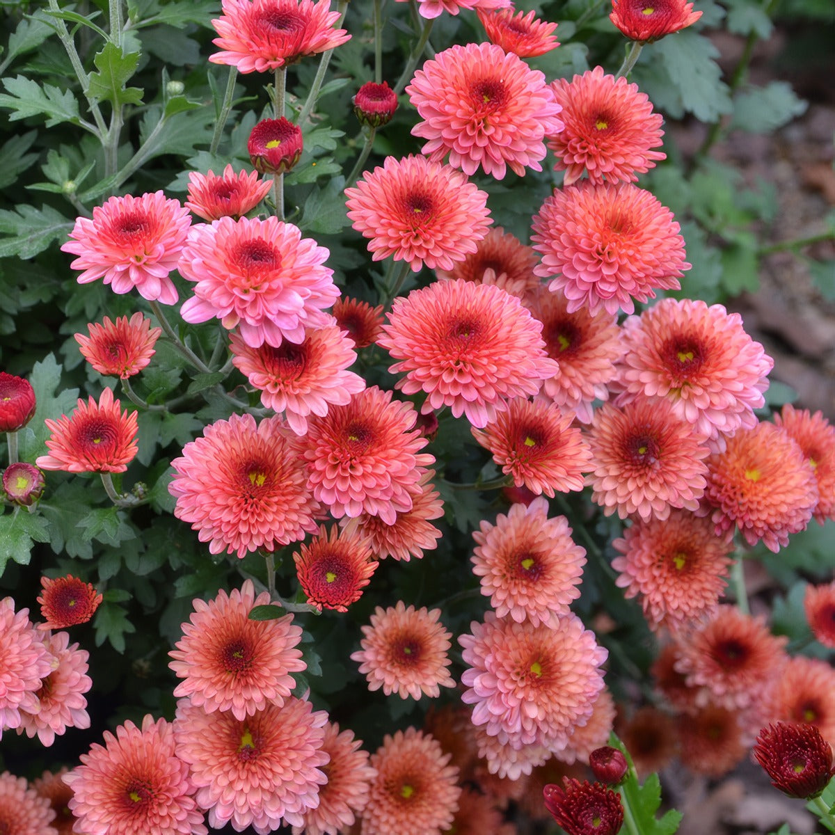 Garden Mum Chrysanthemum Rasta Rose P10gmurro - Garden Express Australia