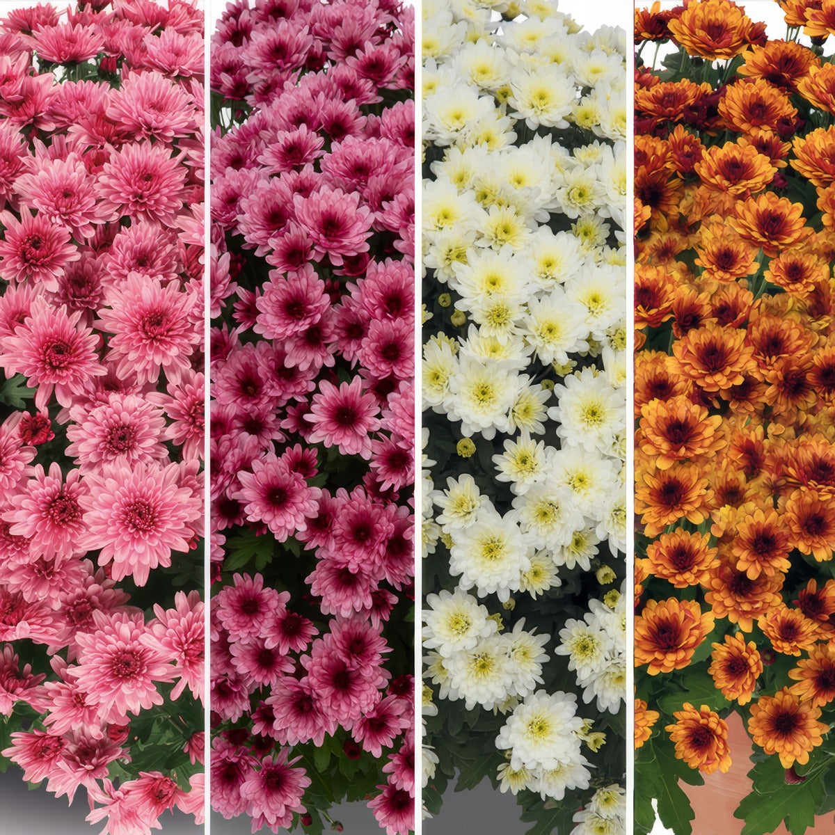 Garden Mum Chrysanthemum Collection 3 Colgmuco3 - Garden Express Australia