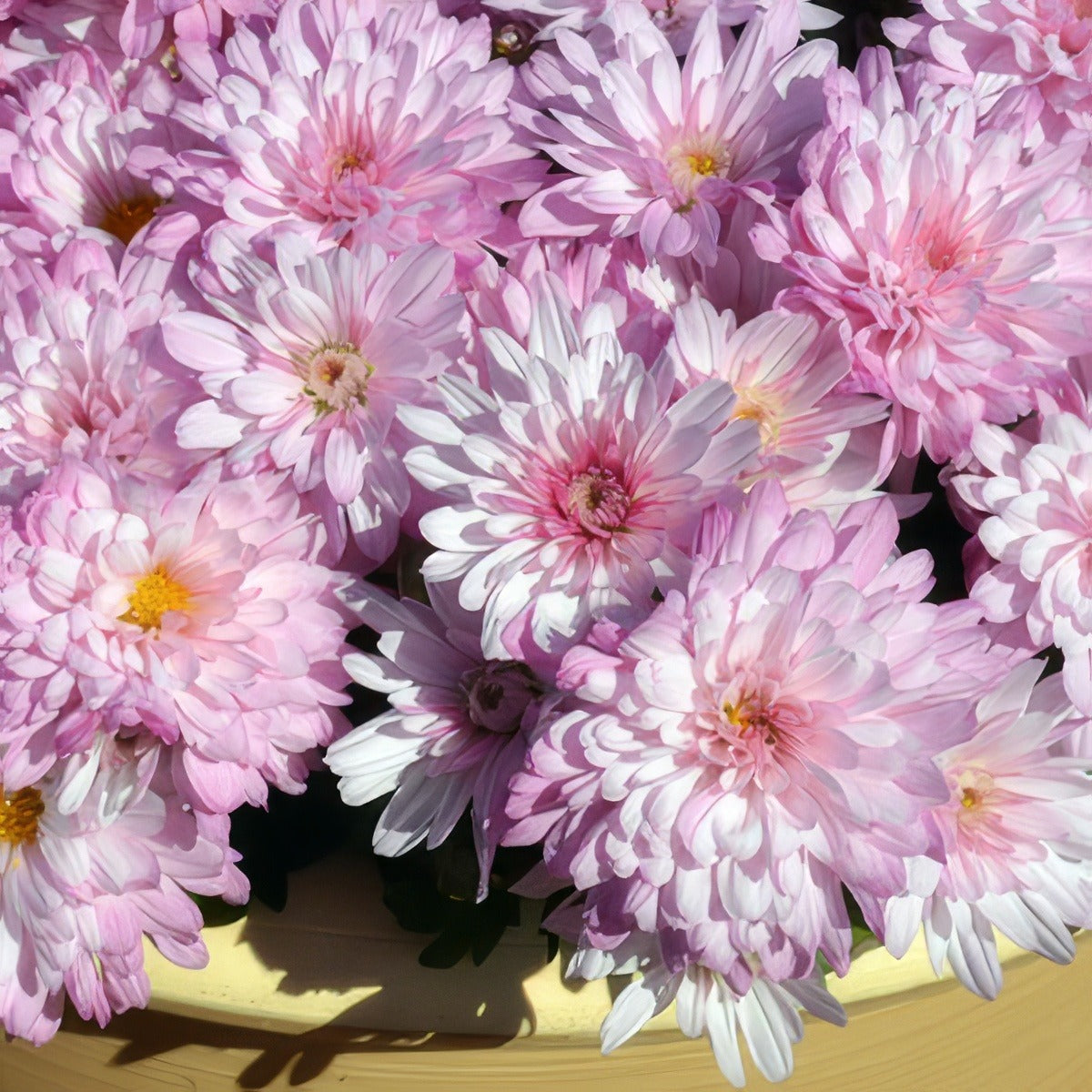 Garden Mum Burma Pink 2016 - Garden Express Australia
