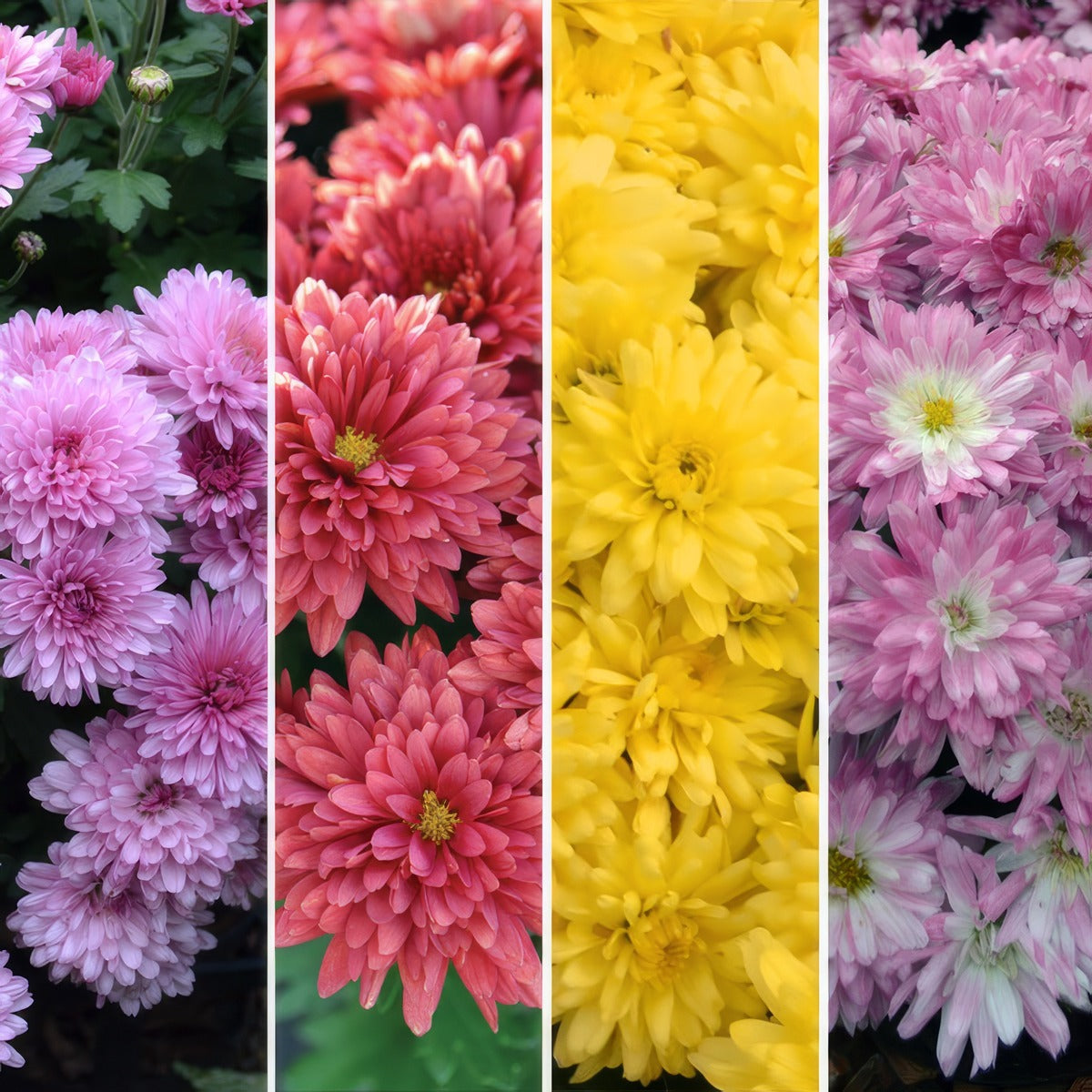 Garden Mum Chrysanthemum Collection 2026 Colgmucol - Garden Express Australia
