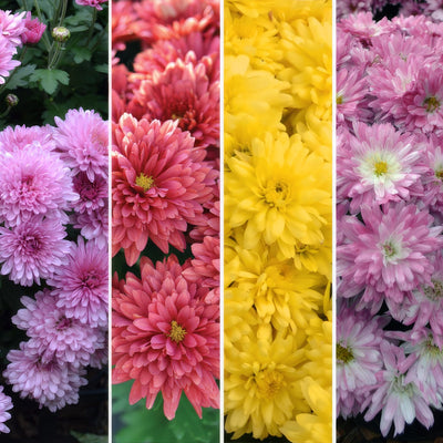 Garden Mum Chrysanthemum Collection 2026 Colgmucol - Garden Express Australia