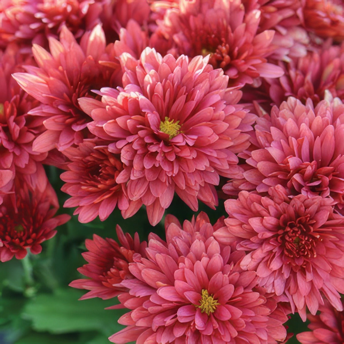 Garden Mum Monza Red Ball 300x300 15 - Garden Express Australia