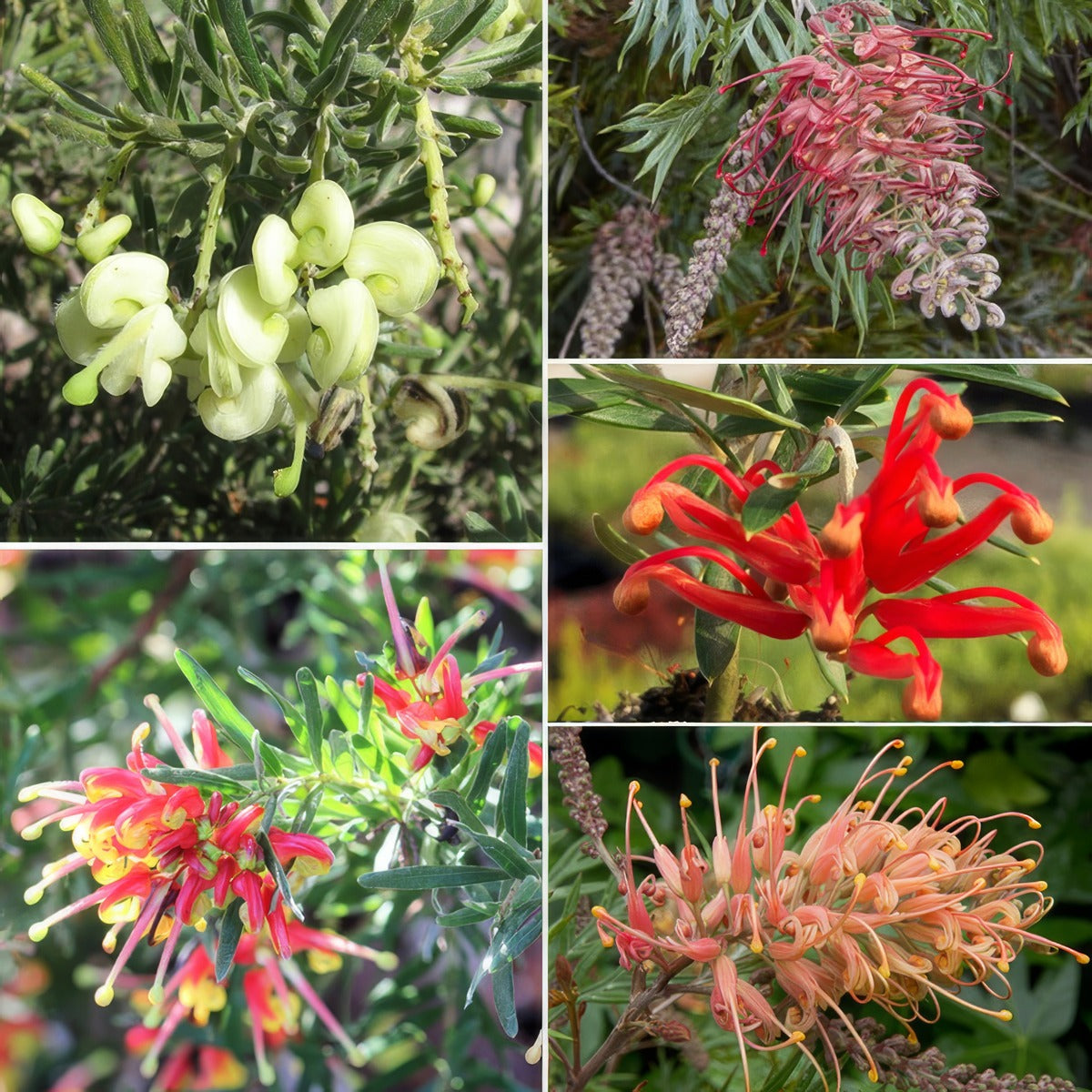 Grevillea Collection Feb 2026 Colgrecol - Garden Express Australia