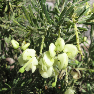 Grevillea Mellow Yellow Via Wikimedia Commons By Melburnian Pplgremye - Garden Express Australia