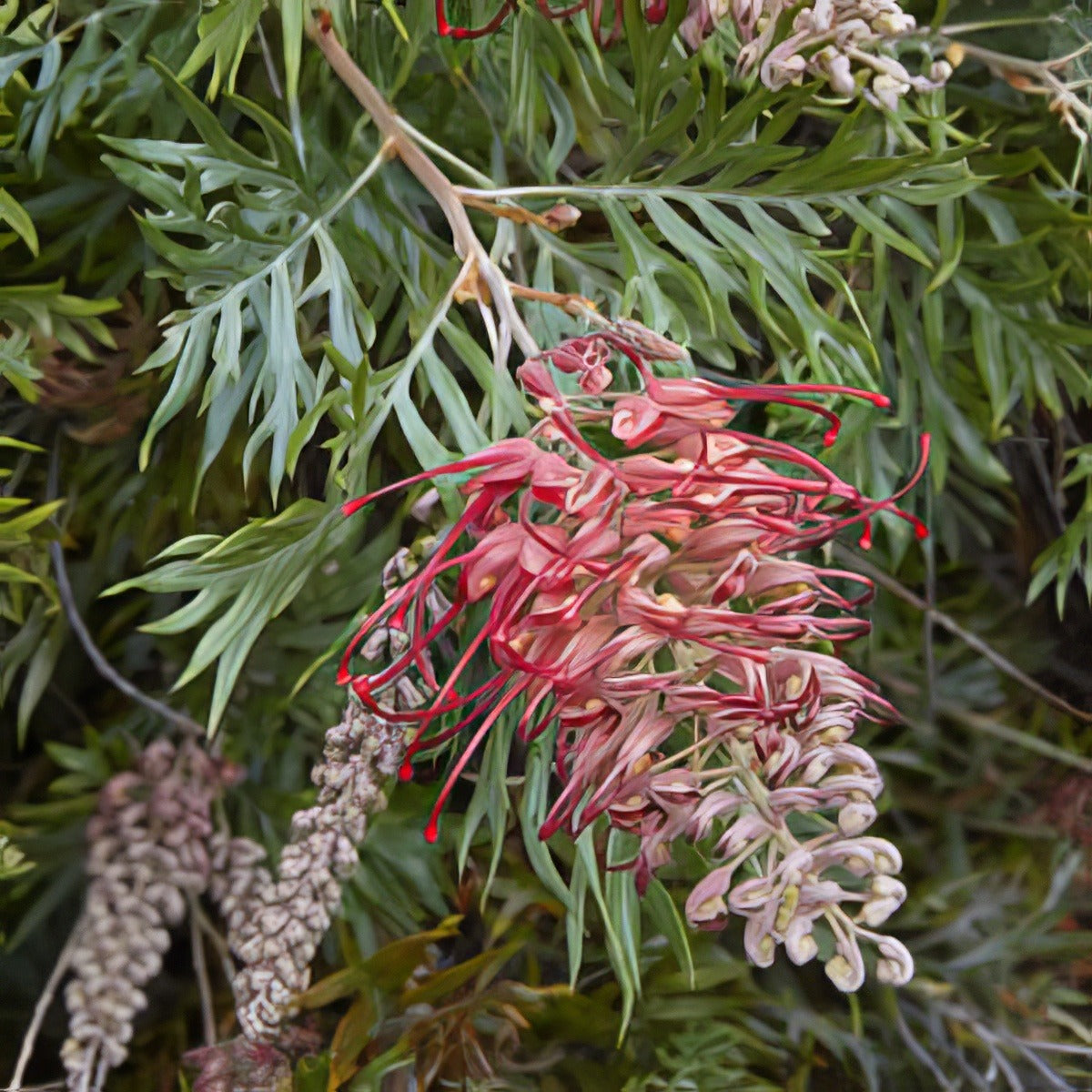 Grevillea Robyn Gordon 14 - Garden Express Australia