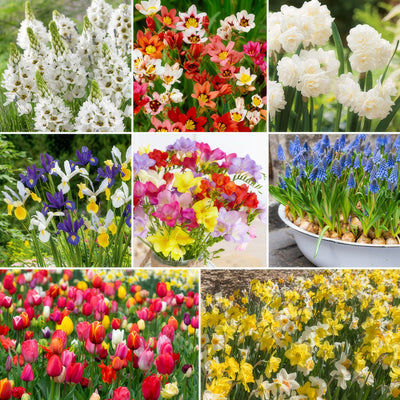 100 Days Of Colour Collection Colhdccol 2026 - Garden Express Australia