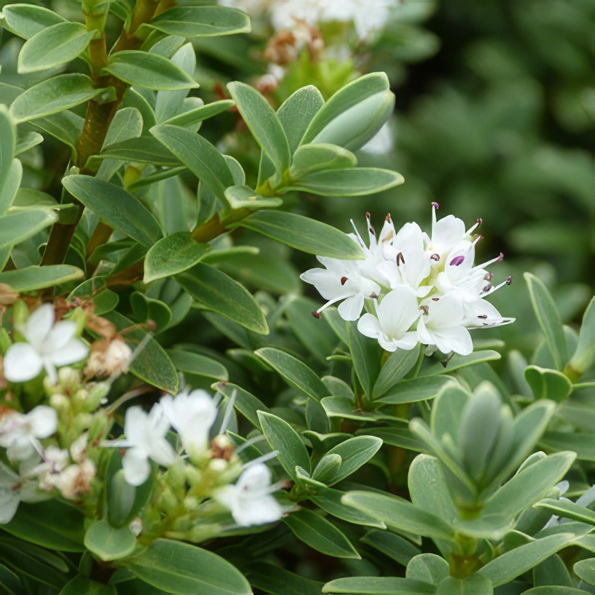 Hebe Buxifolia Gl 16 - Garden Express Australia