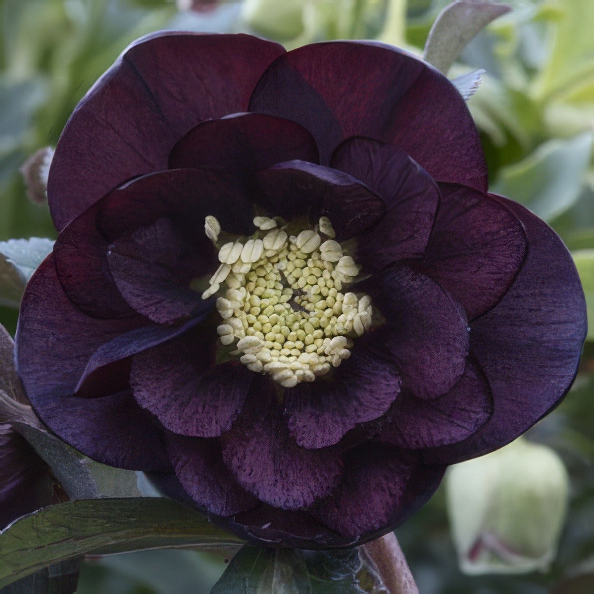 Hellebore Dble Purple 15 Pof - Garden Express Australia
