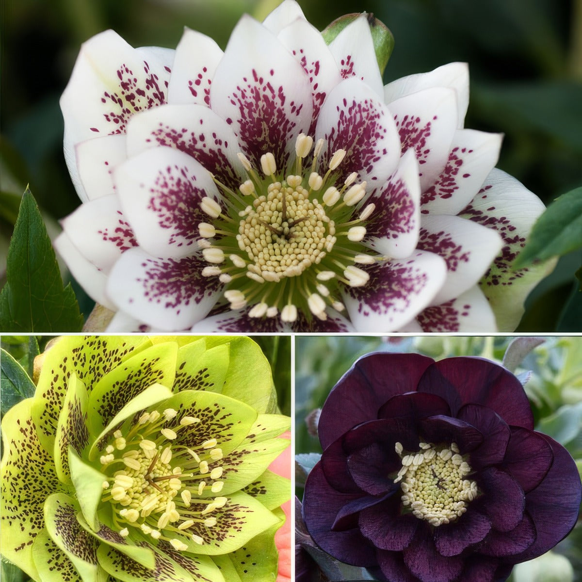Hellebore Double Collection 2 2026 Colheldc2 - Garden Express Australia