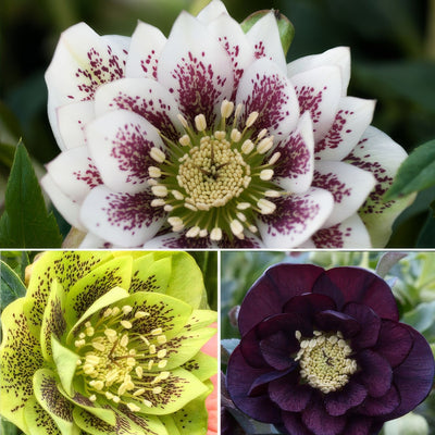 Hellebore Double Collection 2 2026 Colheldc2 - Garden Express Australia