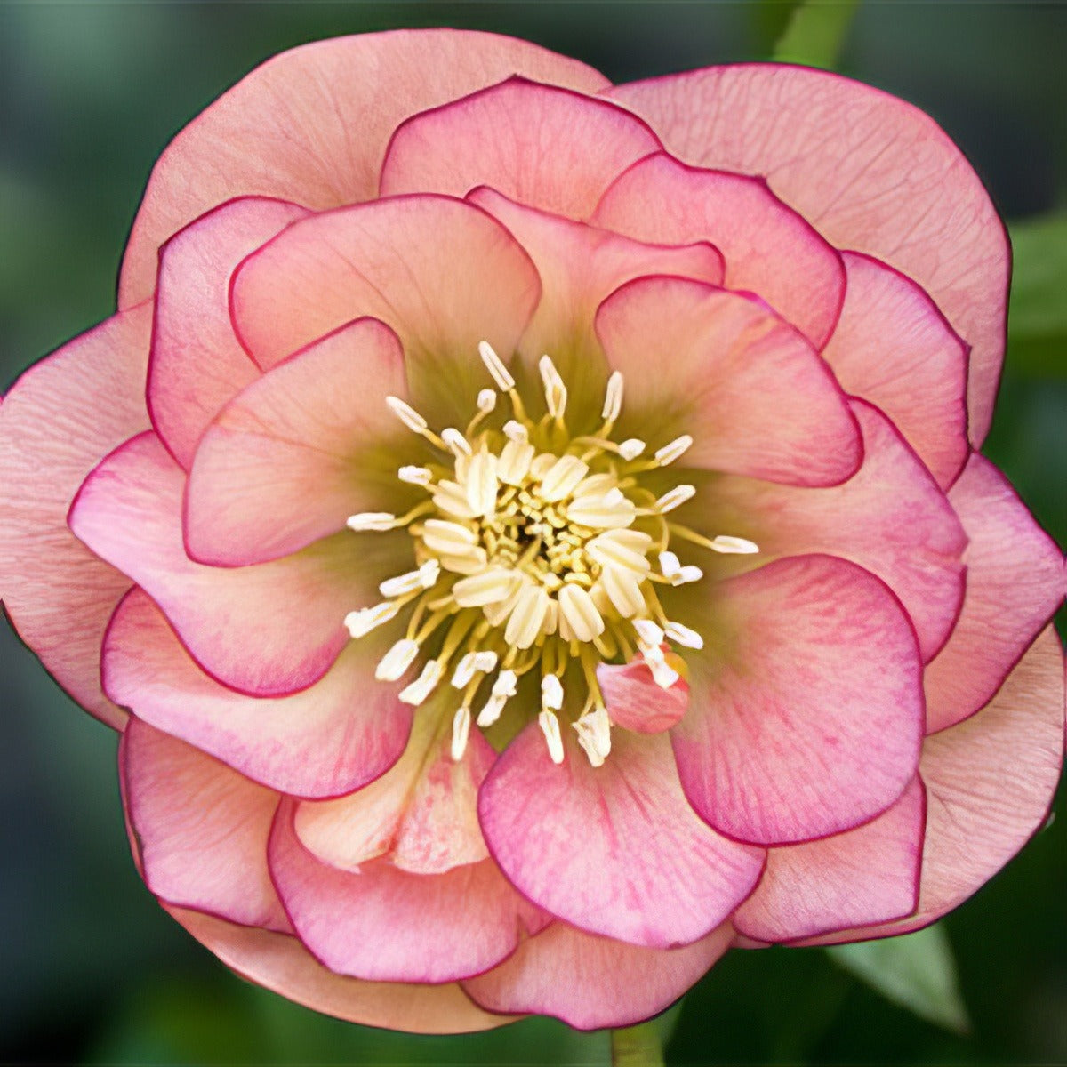 Hellebored Double Apricot Peach Pplheldap 2020 - Garden Express Australia