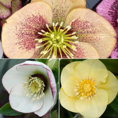 Hellebore Single Collection 2026 Colhelsco - Garden Express Australia