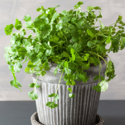 Coriander P95hercor - Garden Express Australia