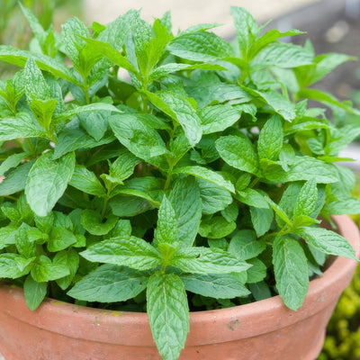 Mint P95hermco - Garden Express Australia