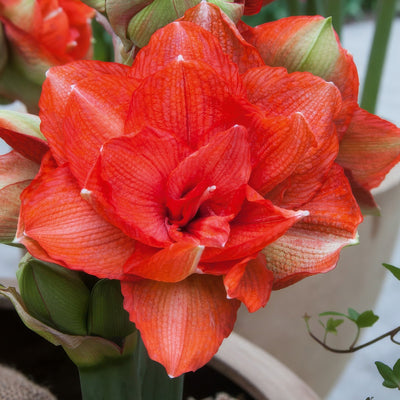 Hippeastrum Benito 21 Pkhipben - Garden Express Australia