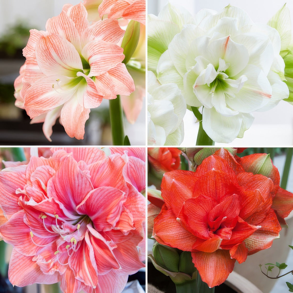 Hippeastrum Double Collection 2 2025 Colhipdc1 - Garden Express Australia