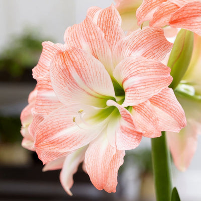 Hippeastrum Giant Amadeus Pkhipgam - Garden Express Australia