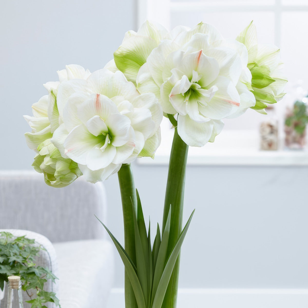 Hippeastrum White Amadeus Pkhipwam - Garden Express Australia
