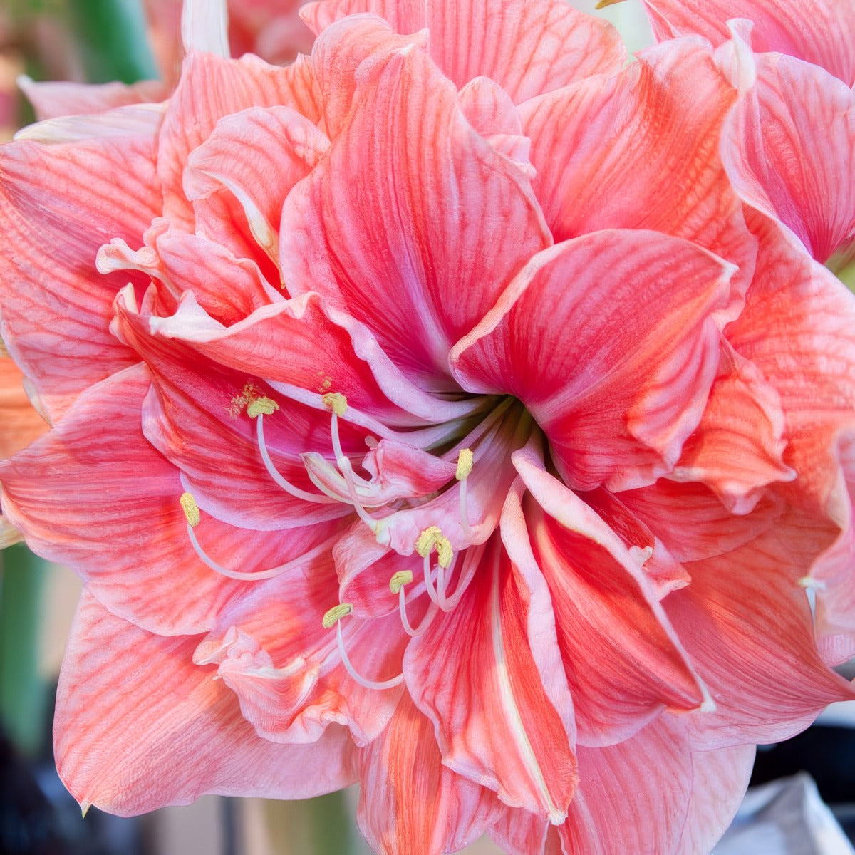 Sweet Nymph Pkhipsny - Garden Express Australia