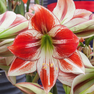 Hippeastrum Ambiance Pkhipamb - Garden Express Australia
