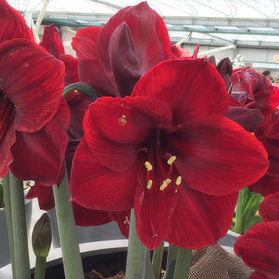 Hippeastrum Benfica Bulhipbfi - Garden Express Australia