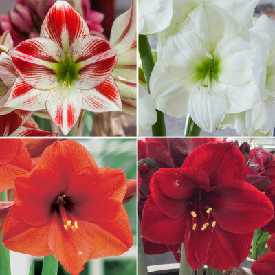 Hippeastrum Favourites Collection 2025 Colhipfco - Garden Express Australia