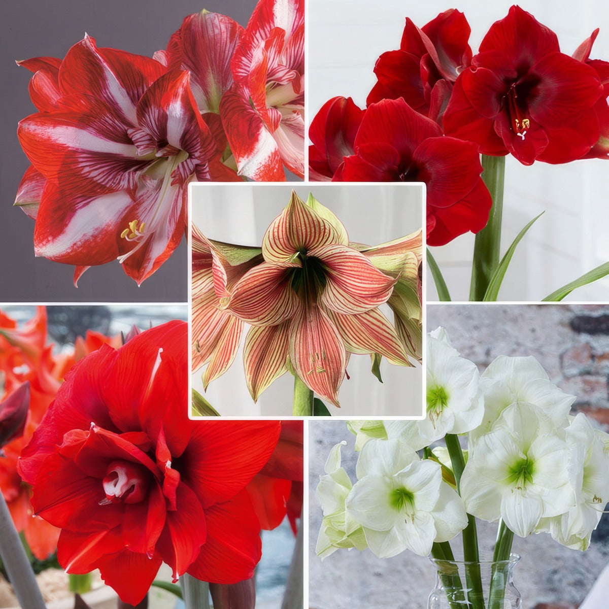 Hippeastrum Last Chance Collection 1 2025 Colhiplc1 - Garden Express Australia