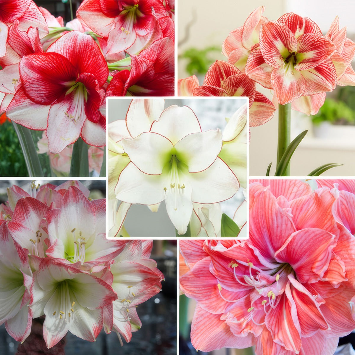 Hippeastrum Last Chance Collection 2 2025 Colhiplc2 - Garden Express Australia