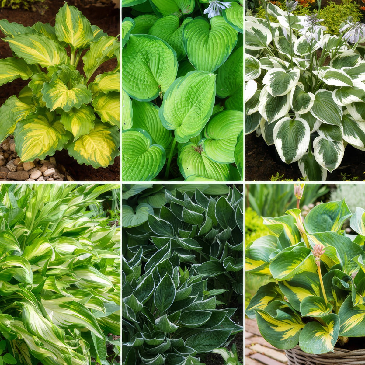 Hosta Collection 2 2026 Colhosco2 - Garden Express Australia