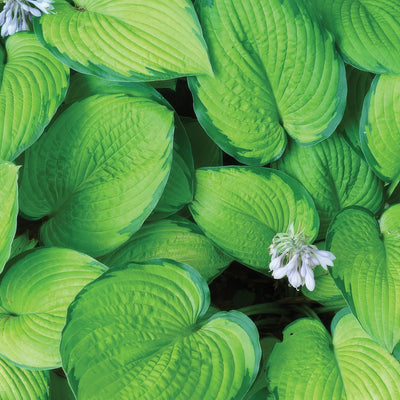 Hosta Forest Shadows Pplhosfsh - Garden Express Australia
