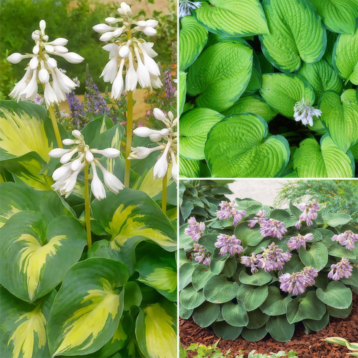 Hosta Trio 2 Colhostr2 - Garden Express Australia