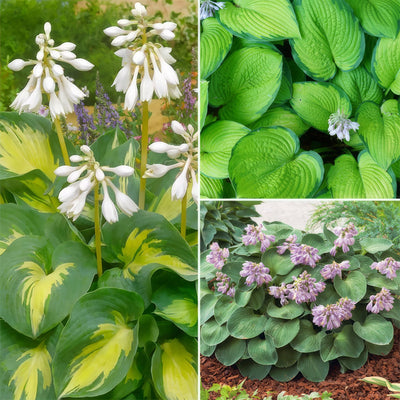 Hosta Trio 2 Colhostr2 - Garden Express Australia
