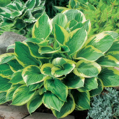 Hosta Twilight Pplhostwi - Garden Express Australia
