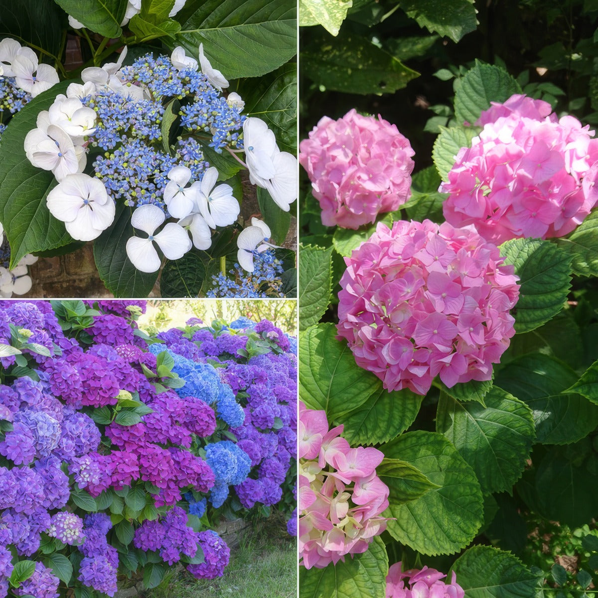 Hydrangea Spring Collection 2 2025 Colhydsc2 - Garden Express Australia