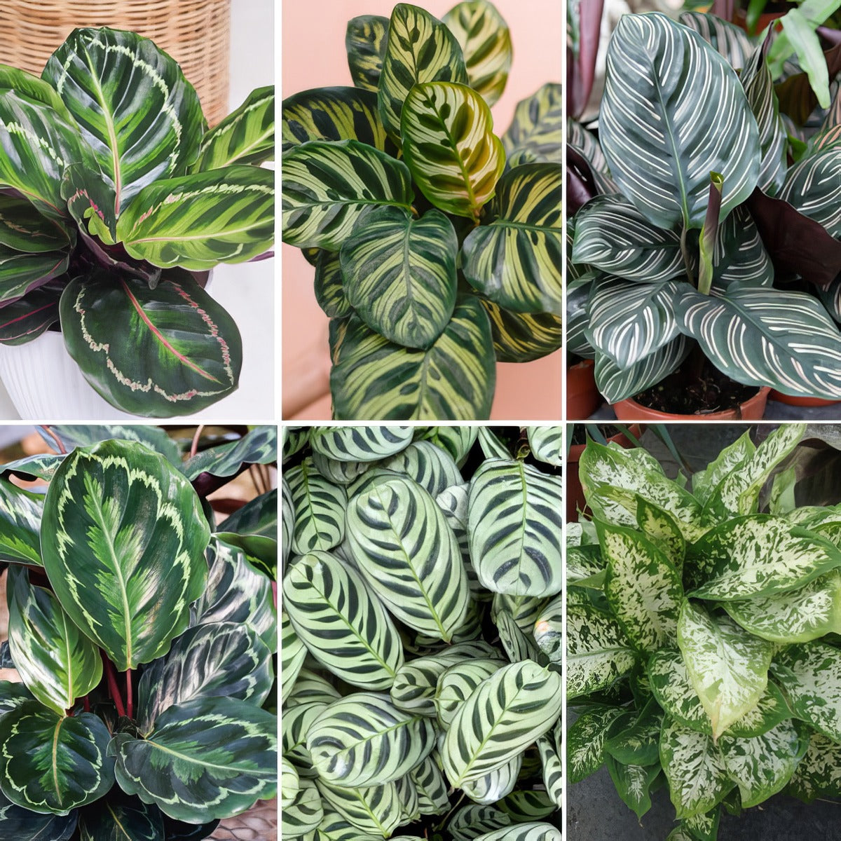 Indoor Mania Collection Colindman - Garden Express Australia